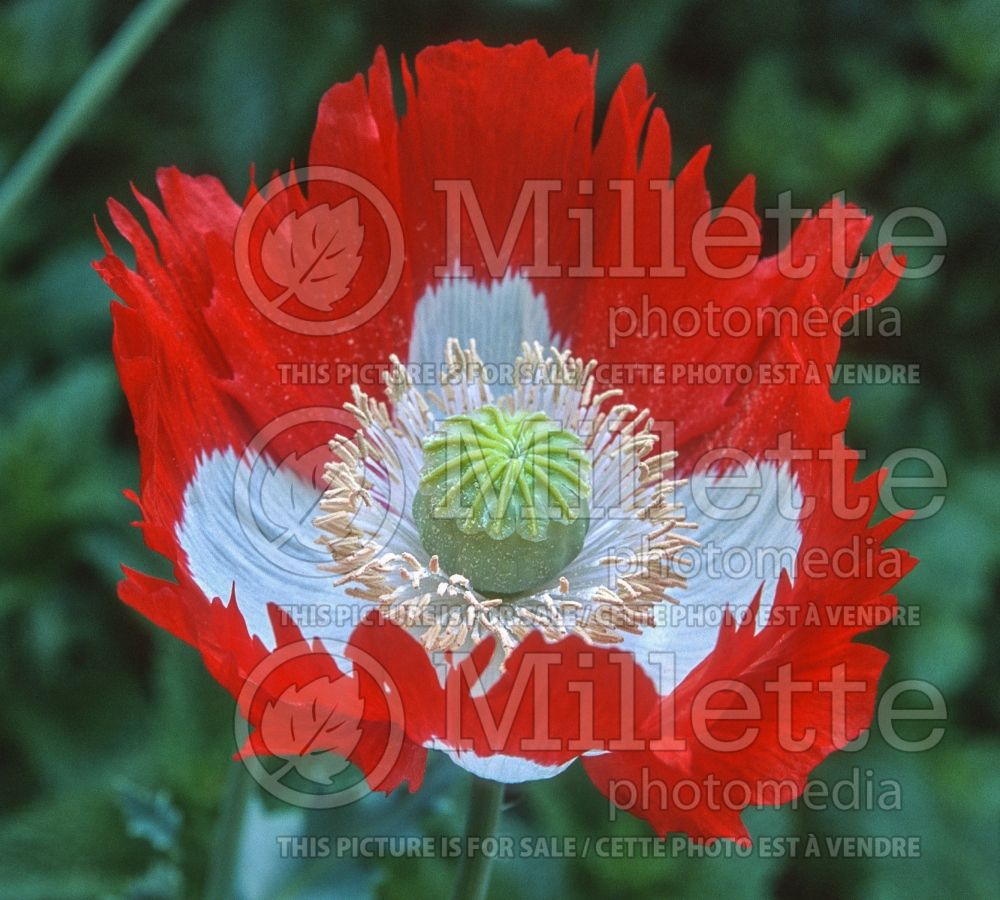 Papaver Danish Flag (Poppy) 3