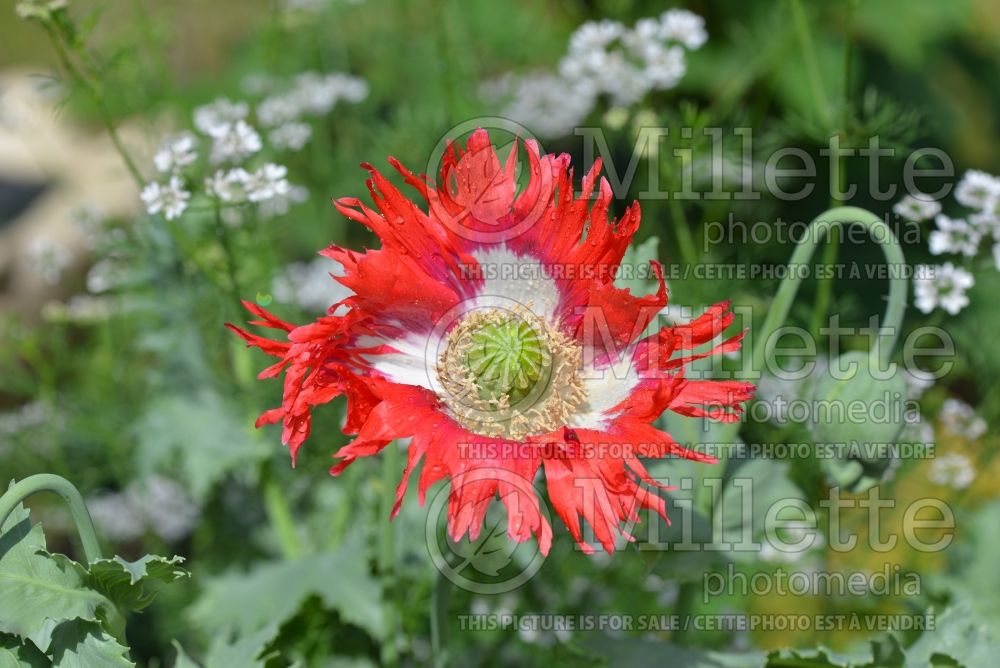 Papaver Danish Flag (Poppy) 2