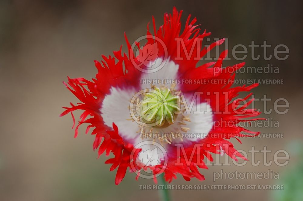 Papaver Danish Flag (Poppy) 6