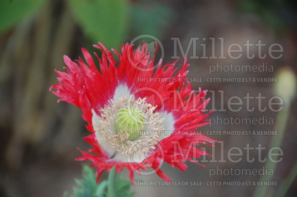 Papaver Danish Flag (Poppy) 7