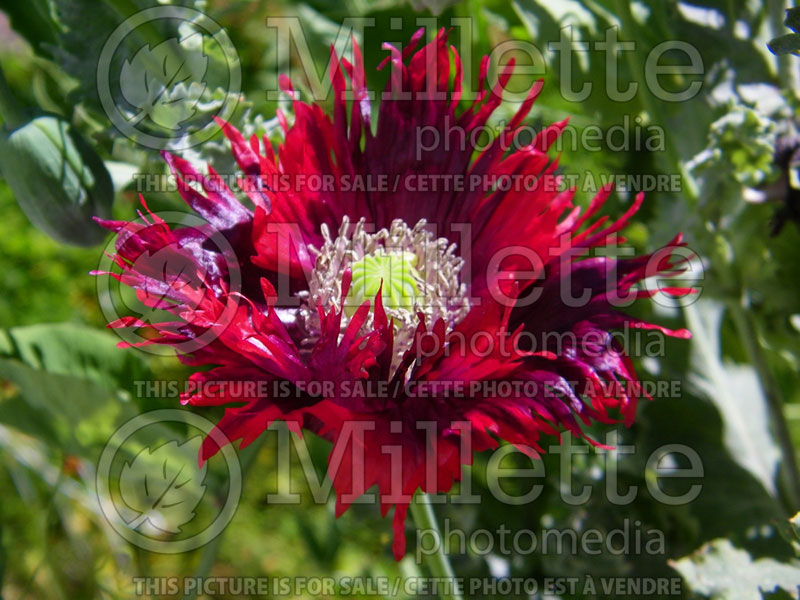 Papaver Drama Queen (Opium Poppy - pavot) 1