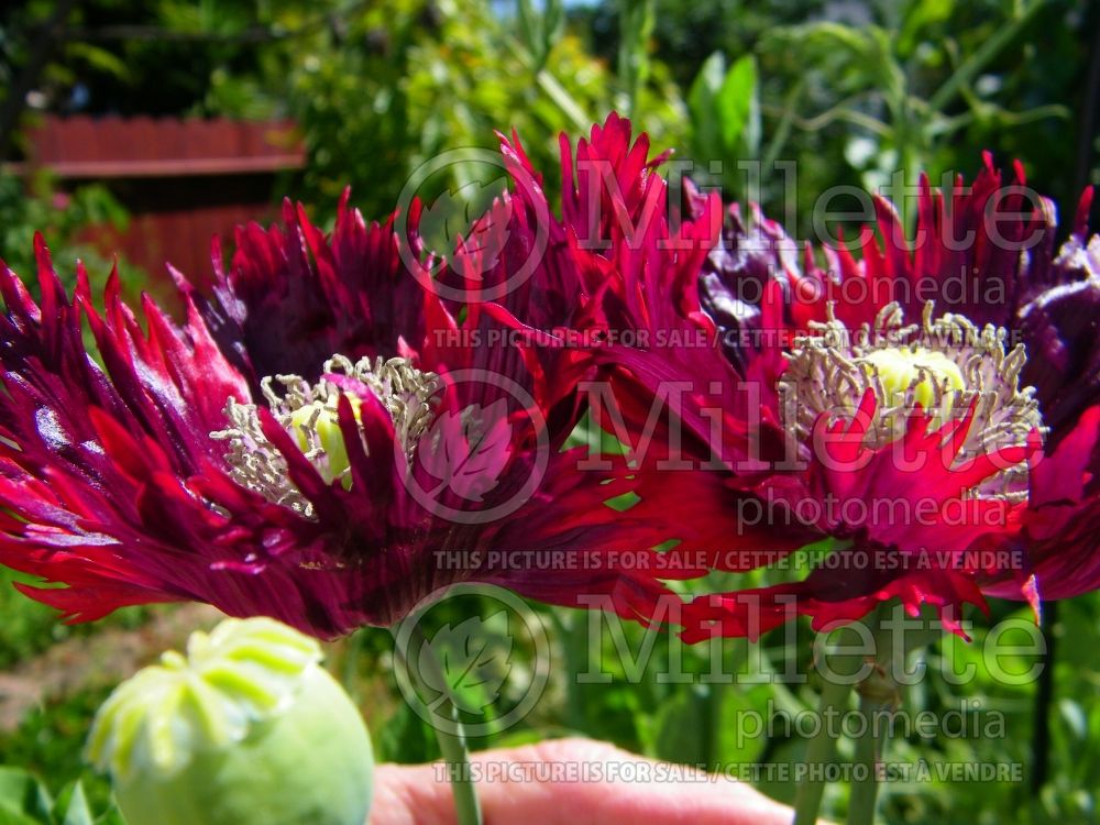 Papaver Drama Queen (Opium Poppy - pavot) 3  