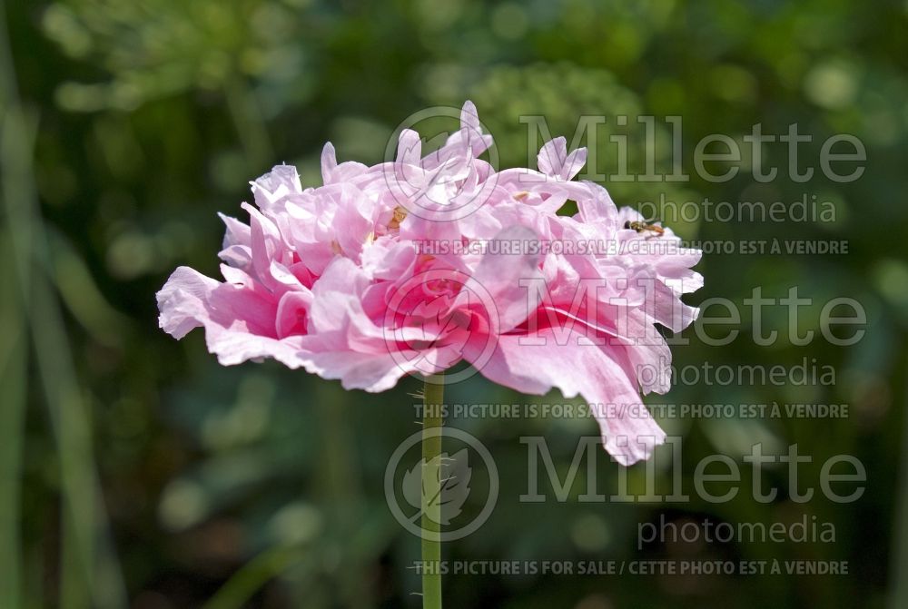 Papaver somniferum (Opium Poppy) 1  