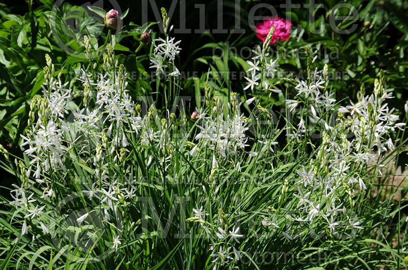 Paradisea liliastrum (St Bruno's Lily) 1