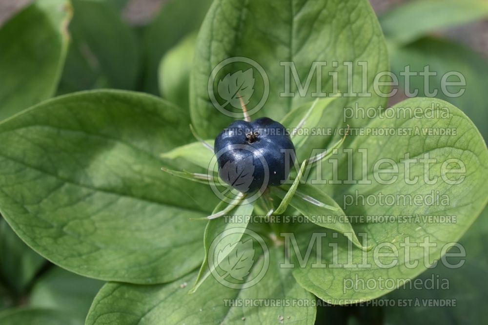 Paris quadrifolia (lover's knot) 1 