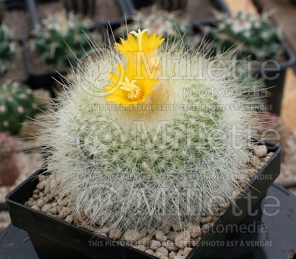 Parodia chrysacanthion (Cactus) 1  