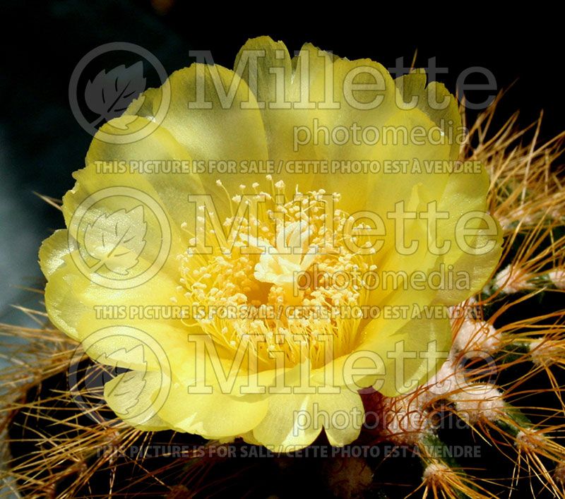 Parodia warasii (Cactus)  2