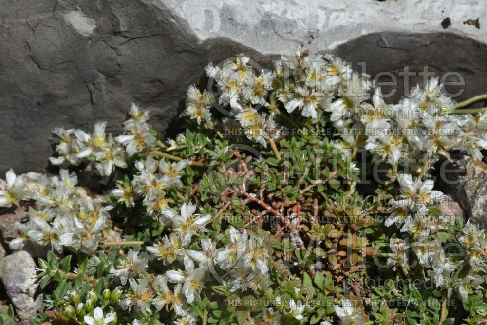 Paronychia albanica (Paronychia) 1 