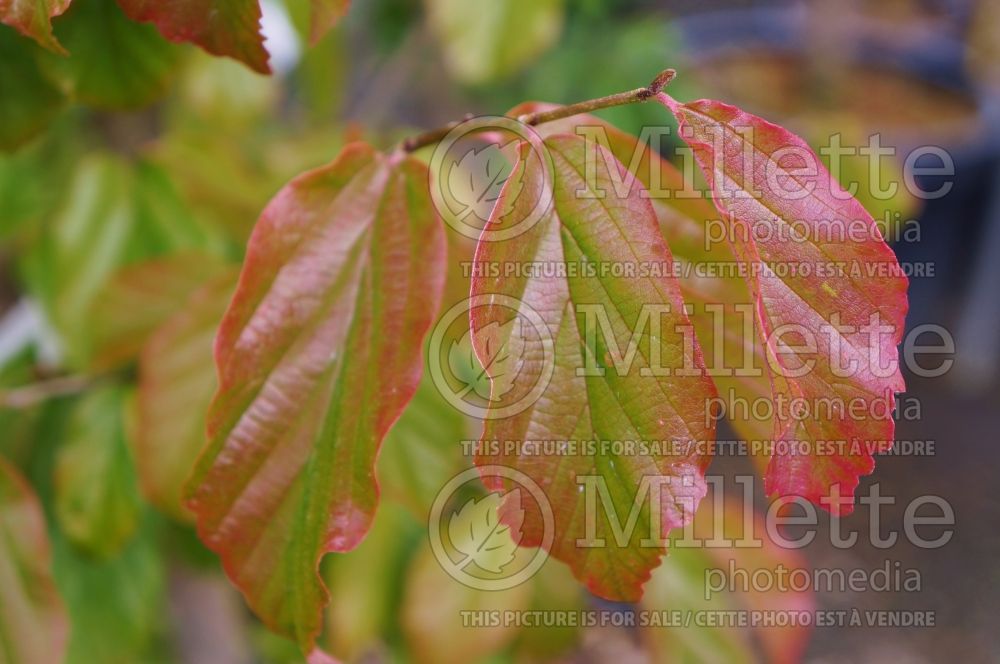 Parrotia Vanessa (Persian ironwood) 4 