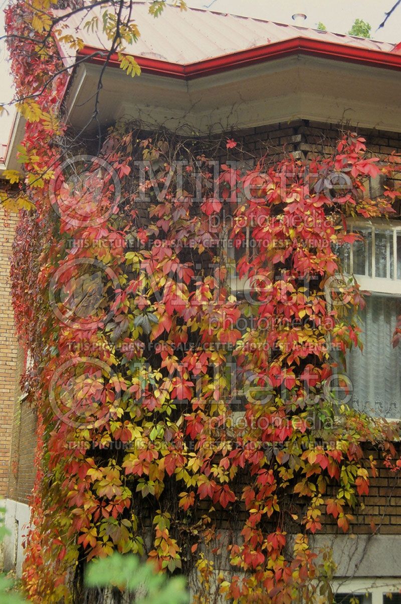 Parthenocissus quinquefolia (Virginia creeper) 1