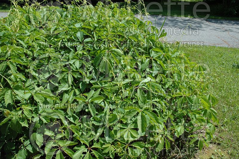 Parthenocissus quinquefolia (Virginia creeper) 2