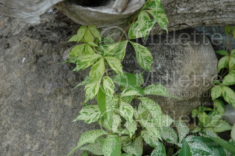 Parthenocissus Star Showers or Monham (Virginia creeper) 2  