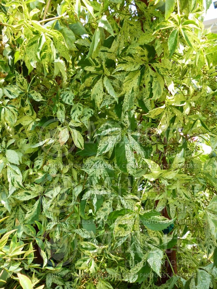 Parthenocissus Star Showers or Monham (Virginia creeper) 4  