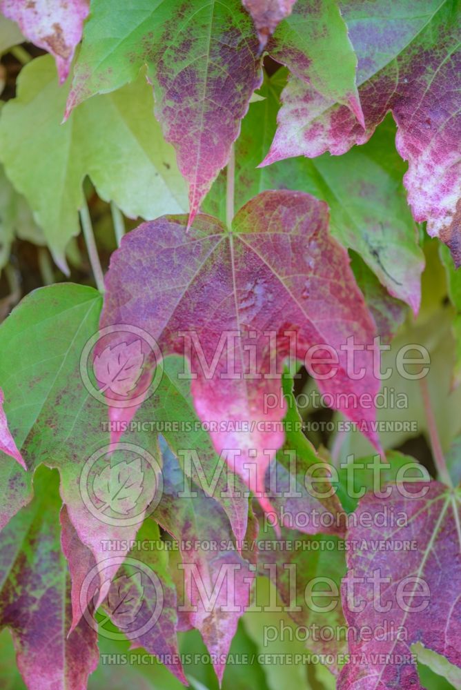 Parthenocissus Fenway Park (Virginia creeper) 1  