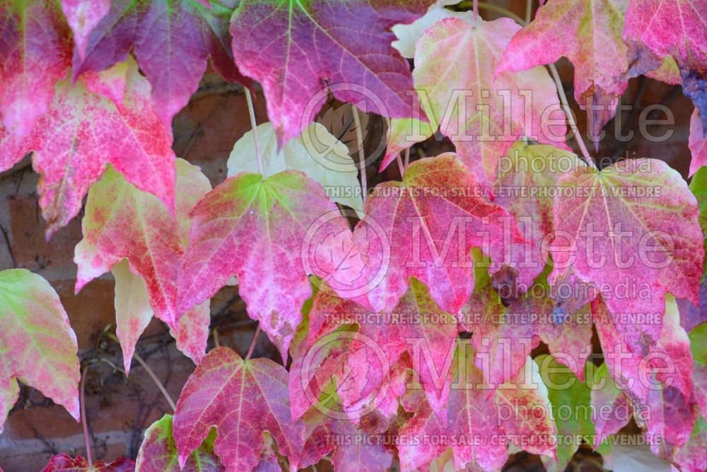 Parthenocissus Fenway Park (Virginia creeper) 2  