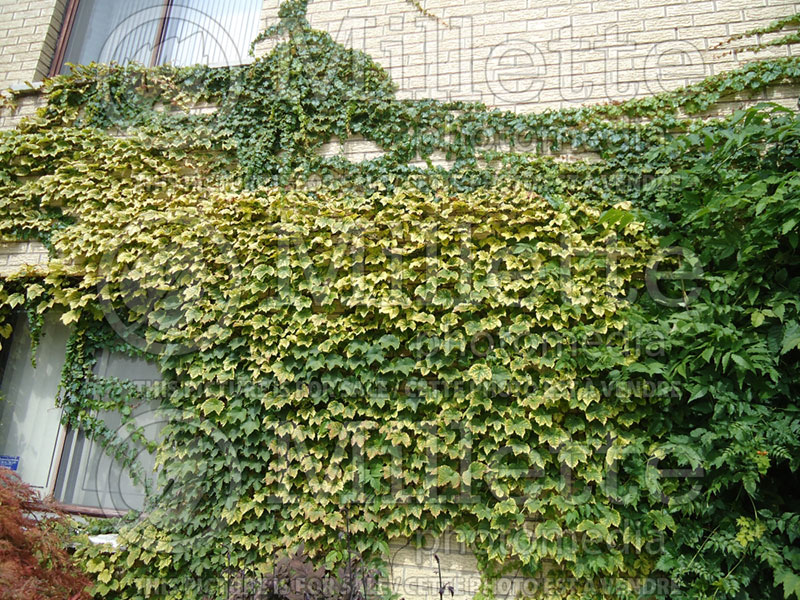 Parthenocissus Golden Wall (Virginia creeper) 1  