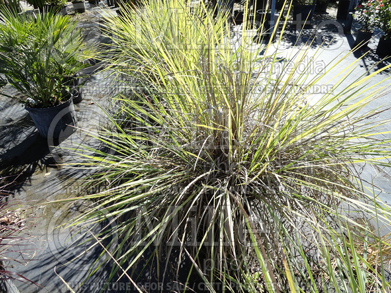 Paspalum quadrifarium (Crown Grass ornamental grass) 1 