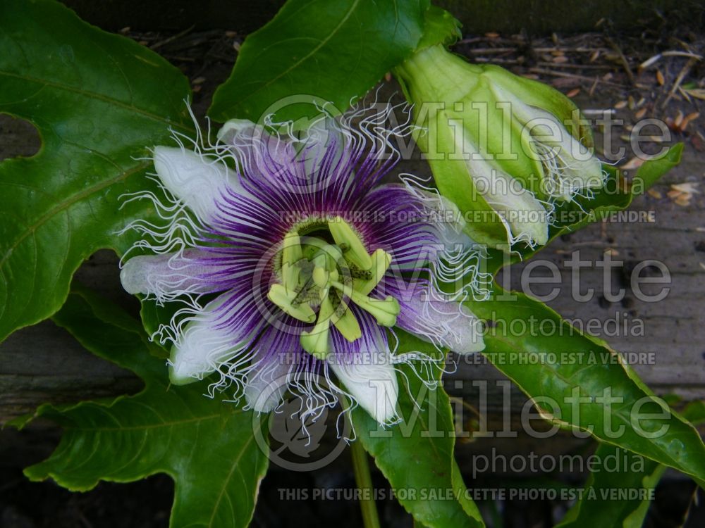Passiflora Frederick (Purple Passion Flower) 1  