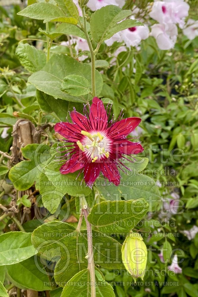 Passiflora Lady Margaret (Purple Passion Flower) 3  