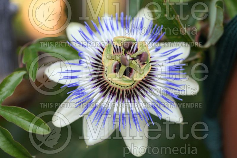 Passiflora Clear Sky (Passion Flower)  1