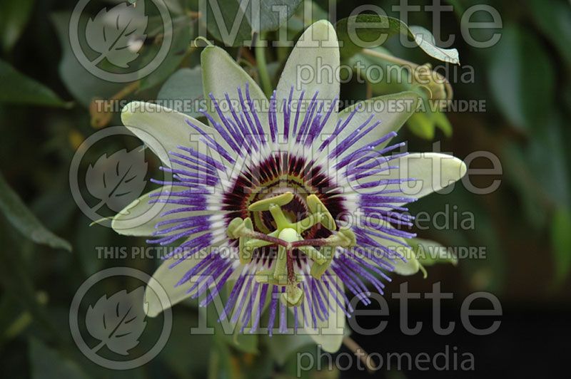 Passiflora Clear Sky (Passion Flower)  2