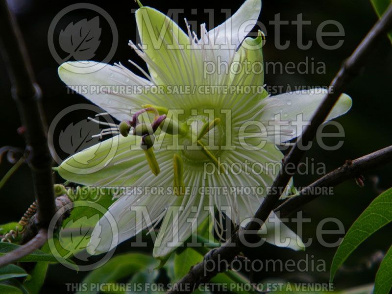 Passiflora Constance Eliott (Passion Flower)  1