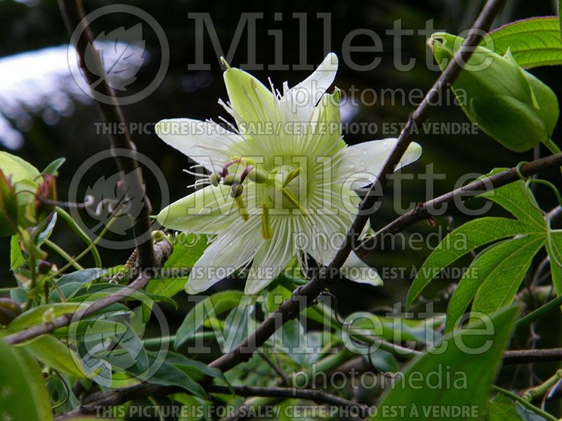 Passiflora Constance Eliott (Passion Flower)  2