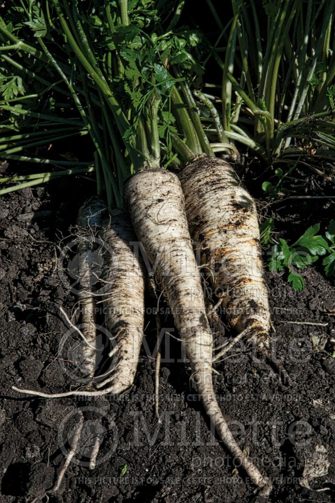 Pastinaca sativa (Parsnip vegetable - panais) 8