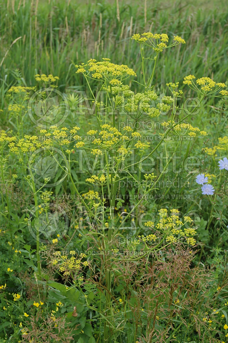 Pastinaca sativa (Parsnip vegetable - panais) 3 