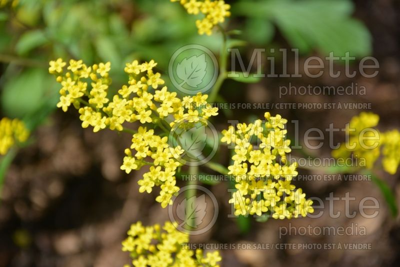 Patrinia intermedia (Golden Lace)  1