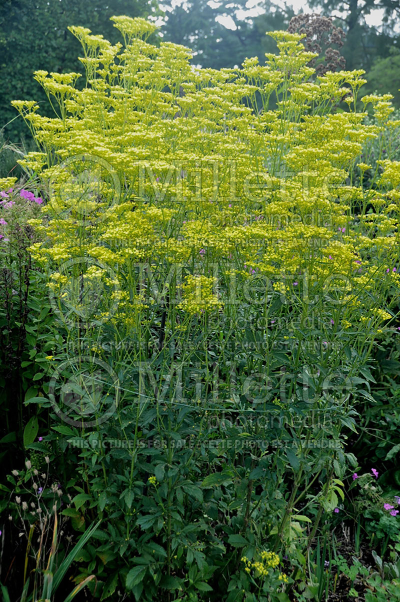 Patrinia scabiosifolia (Golden Lace)  1