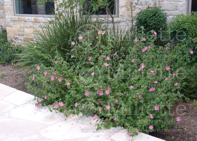 Pavonia lasiopetala (Texas Rock Rose)  2