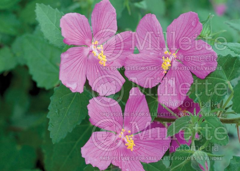 Pavonia lasiopetala (Texas Rock Rose)  3