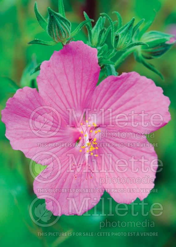 Pavonia lasiopetala (Texas Rock Rose)  6