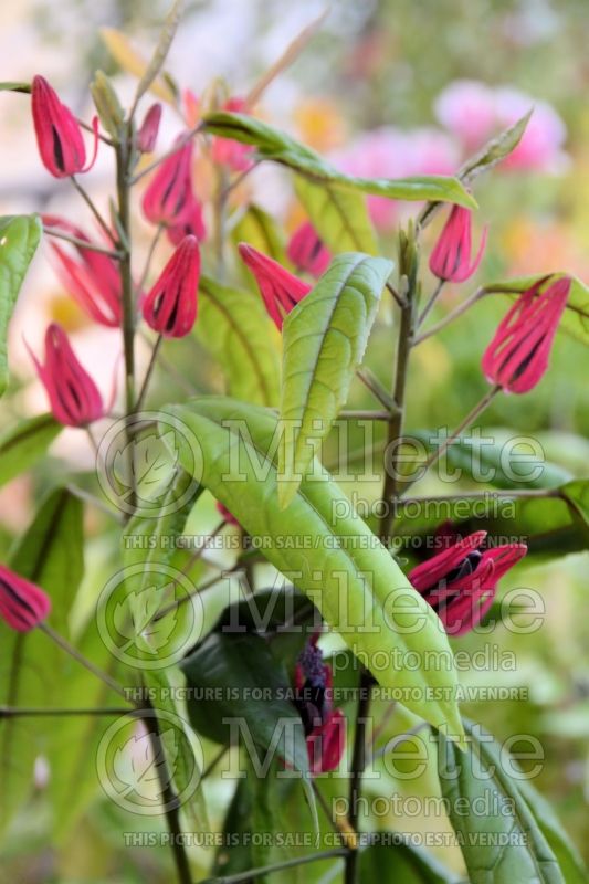 Pavonia multiflora (Brazilian candles) 1  