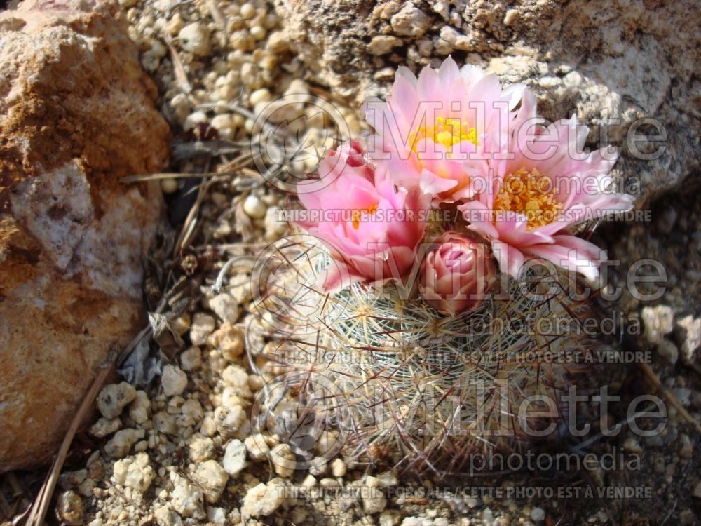 Pediocactus simpsonii (Cactus) 1