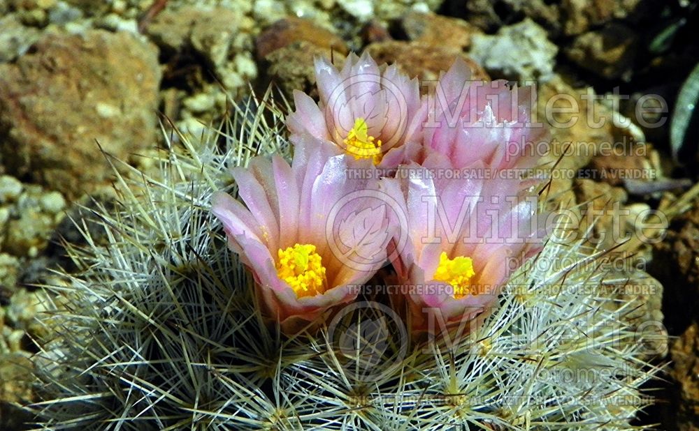 Pediocactus simpsonii (Cactus) 2