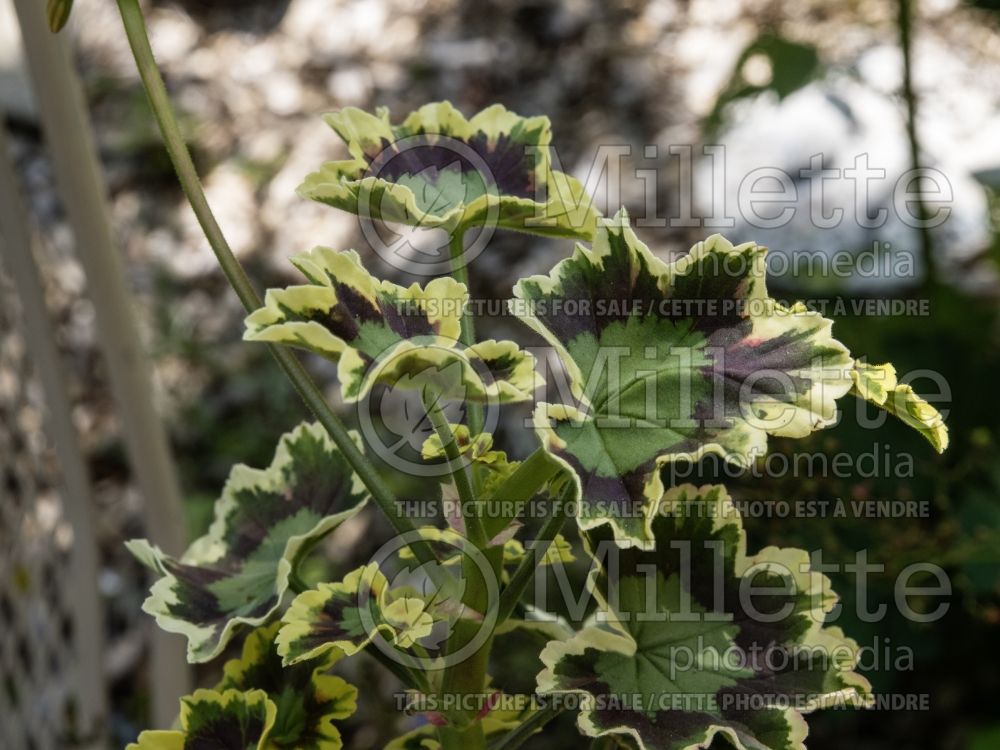 Pelargonium Brocade Mrs Pollock (Pelargonium Geranium) 2 