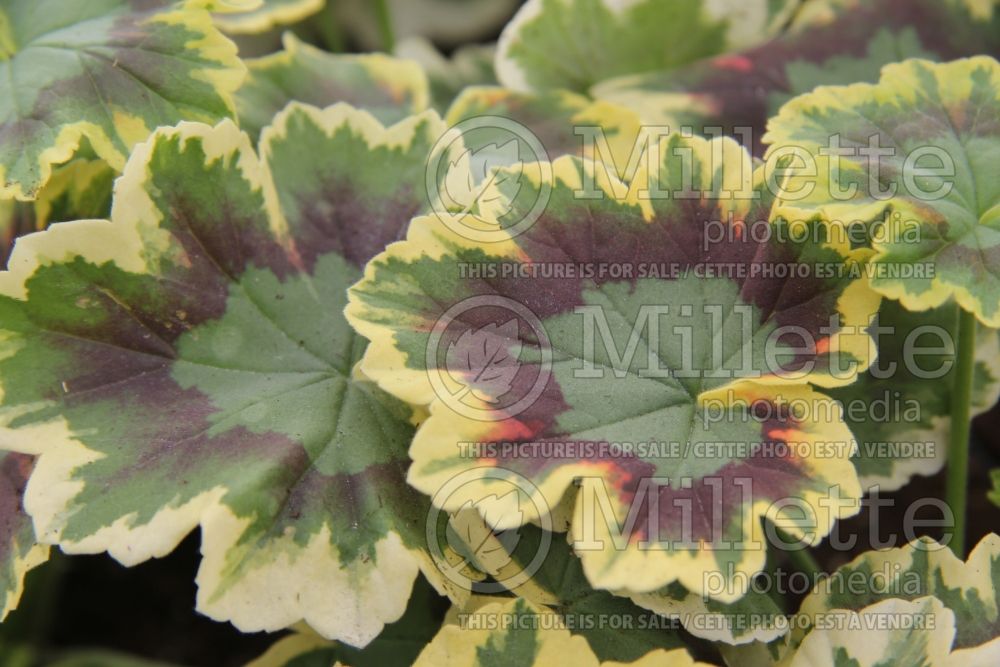 Pelargonium Brocade Mrs Pollock (Pelargonium Geranium) 4 