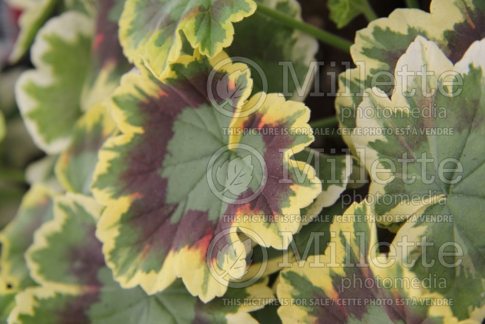 Pelargonium Brocade Mrs Pollock (Pelargonium Geranium) 5 