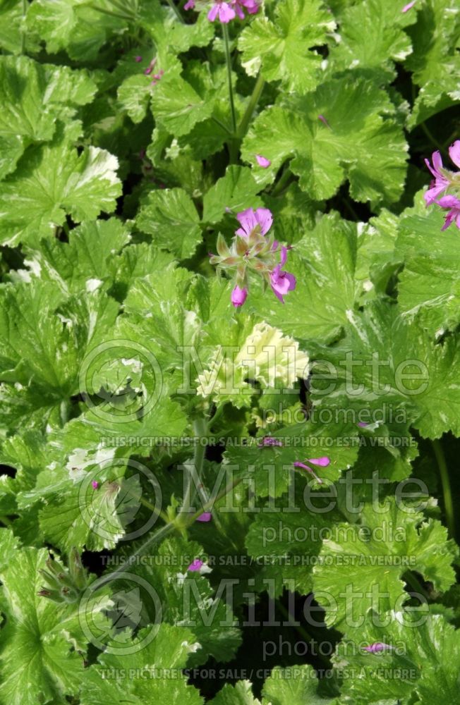 Pelargonium Snowflake (Pelargonium Geranium) 1 