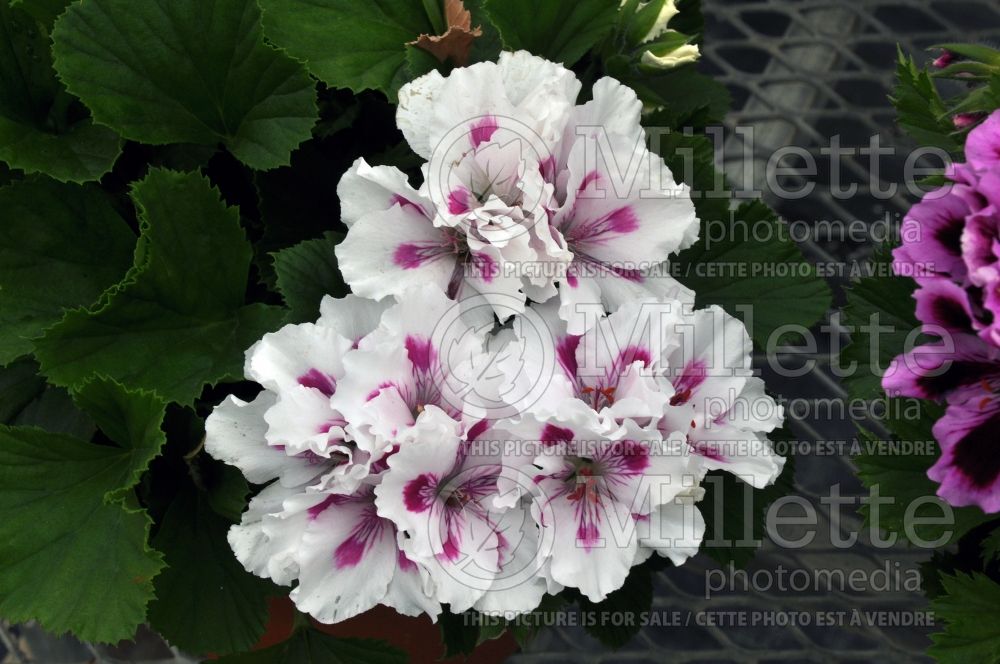 Pelargonium Martha Washington (Pelargonium Geranium) 1 