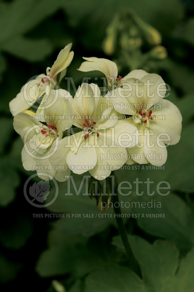 Pelargonium First Yellow (Pelargonium) 1 