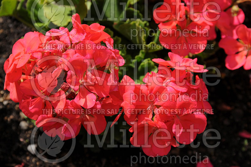 Pelargonium Frenza Hot Coral (Pelargonium Geranium) 1 