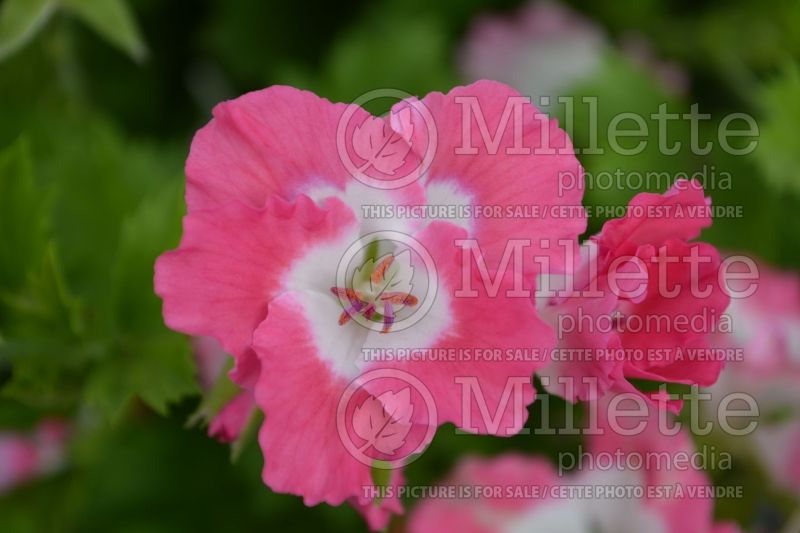 Pelargonium Bermuda Pink (Pelargonium Geranium) 1 