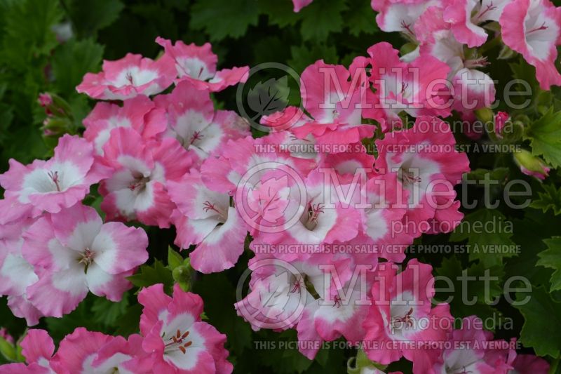 Pelargonium Bermuda Pink (Pelargonium Geranium) 2 