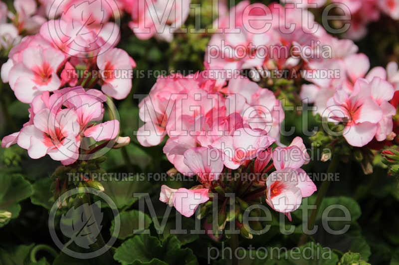 Pelargonium Apache (Pelargonium Geranium) 1 