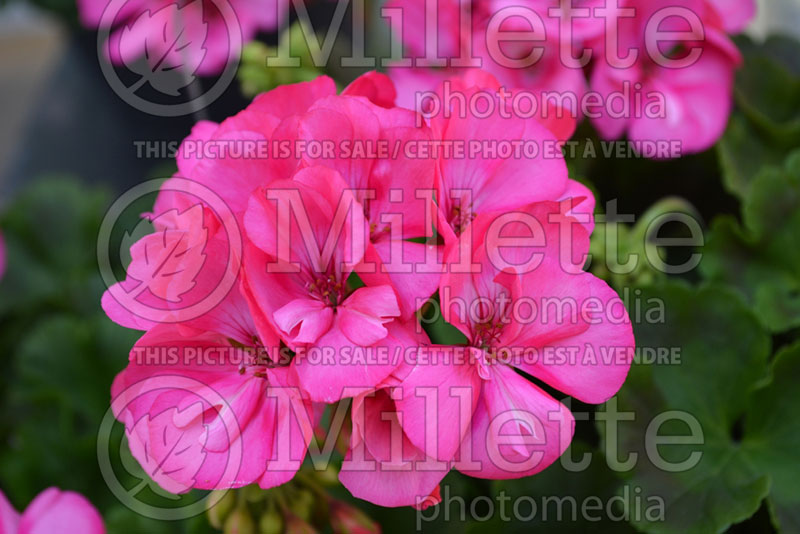 Pelargonium Red Fox Survivor Rose Pink (Pelargonium Geranium) 1 