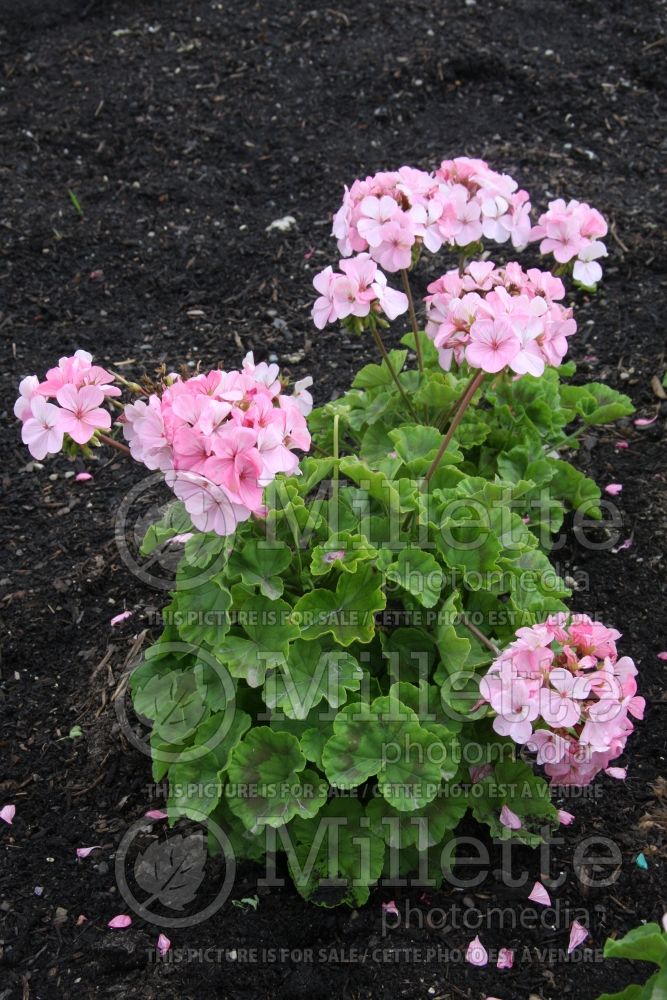 Pelargonium Orbit Synchro Appleblossom (Pelargonium Geranium) 1 