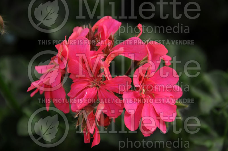 Pelargonium Focus Hot Pink (Pelargonium Geranium) 1 